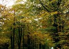 2001.11 DK 02.23 weg met herfstkleuren1